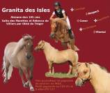 Pouliche Shetland PP