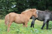 Pouliche Shetland PP