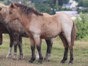 Potranca Shetland En venta 2025 Isabelo por Jump de Touroun