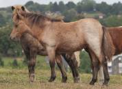 Potranca Shetland En venta 2025 Isabelo por Jump de Touroun