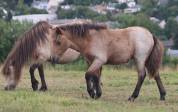 Potranca Shetland En venta 2025 Isabelo por Jump de Touroun