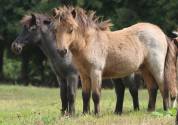 Potranca Shetland En venta 2025 Isabelo por Jump de Touroun