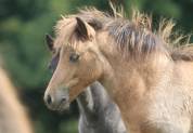 Potranca Shetland En venta 2025 Isabelo por Jump de Touroun