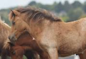 Potranca Shetland En venta 2025 Isabelo por Jump de Touroun