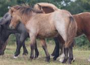 Potranca Shetland En venta 2025 Isabelo por Jump de Touroun