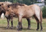 Potranca Shetland En venta 2025 Isabelo por Jump de Touroun