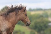 Potranca Shetland En venta 2025 Isabelo por Jump de Touroun