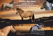 Potranca Shetland En venta 2025 Isabelo por Jump de Touroun
