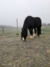 HONGRE IRISH COB