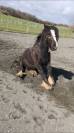 HONGRE IRISH COB