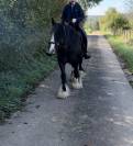 HONGRE IRISH COB