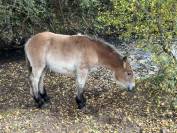 Poulain de Trait Ardennais 2025
