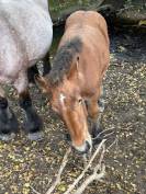 Poulain de Trait Ardennais 2025