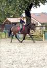 Hongre 4 ans x Furstenball orienté dressage 
