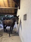 Hongre 4 ans x Furstenball orienté dressage 