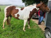 Gelding Paint For sale 2020 Coloured