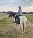 Gelding Paint For sale 2020 Coloured