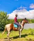 Caballo castrado Paint Horse En venta 2020 Pío