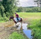 Caballo castrado Paint Horse En venta 2020 Pío