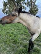 Poulain porteur