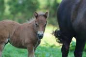 Pouliche Shetland PP