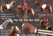 Pouliche Shetland PP
