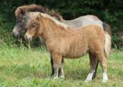 Pouliche Shetland PP