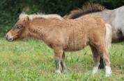 Pouliche Shetland PP