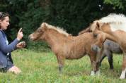 Pouliche Shetland PP