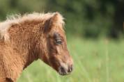 Pouliche Shetland PP