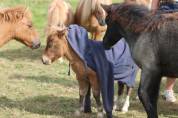 Pouliche Shetland PP
