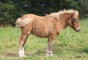 Pouliche Shetland PP