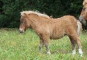 Pouliche Shetland PP