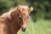Pouliche Shetland PP