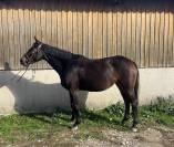 Belle jument de sport SF