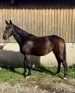 Belle jument de sport SF