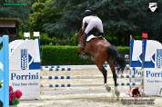 Cavalla KWPN 2015