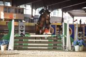 Cavalla KWPN 2015