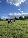Hongre Oncp à vendre 