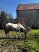 Hongre Oncp à vendre 
