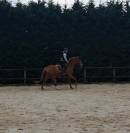 Magnifique jument de sport 