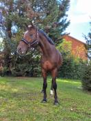 CAVALLO OLANDESE KWPN DEL 2020