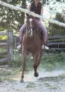 TROTTEUR FRANCAIS REFORME COURSES 2024