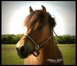 Gelding No Origin Recorded For sale 2020 Buckskin