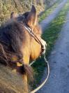Gelding No Origin Recorded For sale 2020 Buckskin