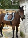 Jument trotteuse 8 ans 