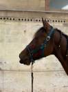 Jument trotteuse 8 ans 