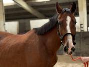 Jument trotteuse 9 ans 
