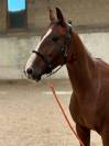 Jument trotteuse 9 ans 