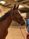 Jument trotteuse 9 ans 